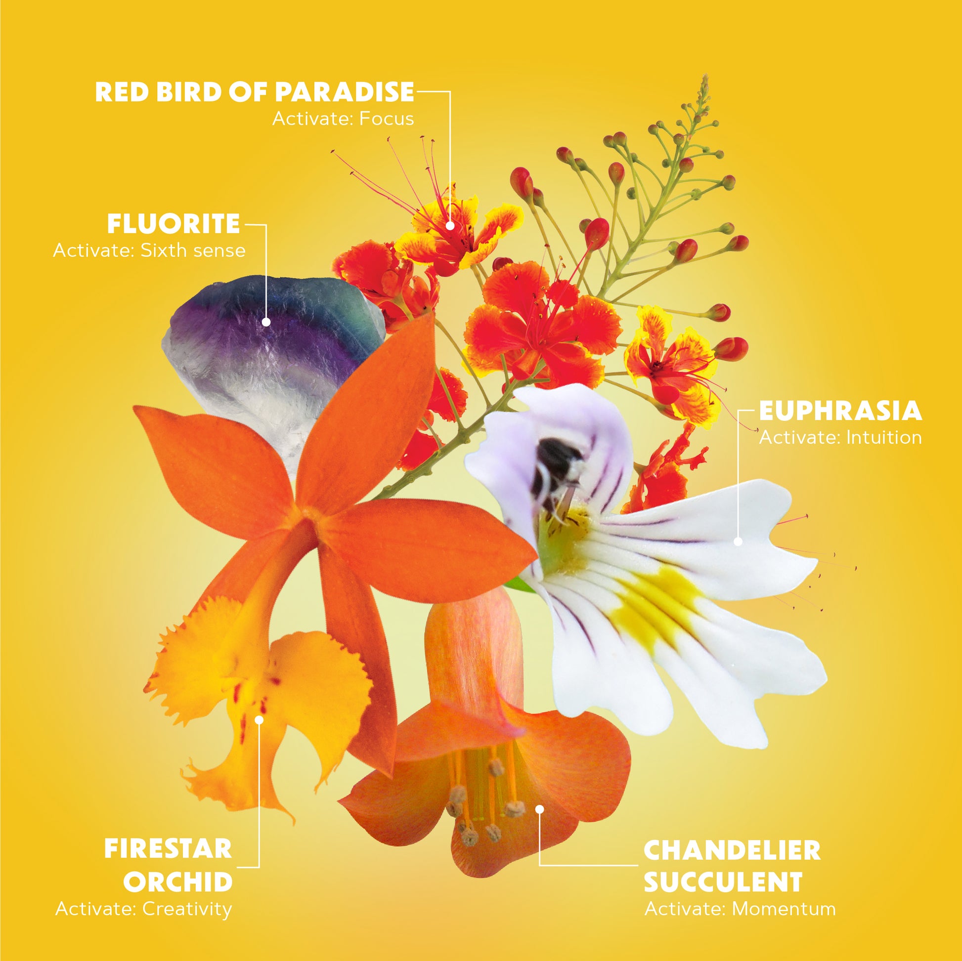 Lotuswei - Inspired Action Aura Mist